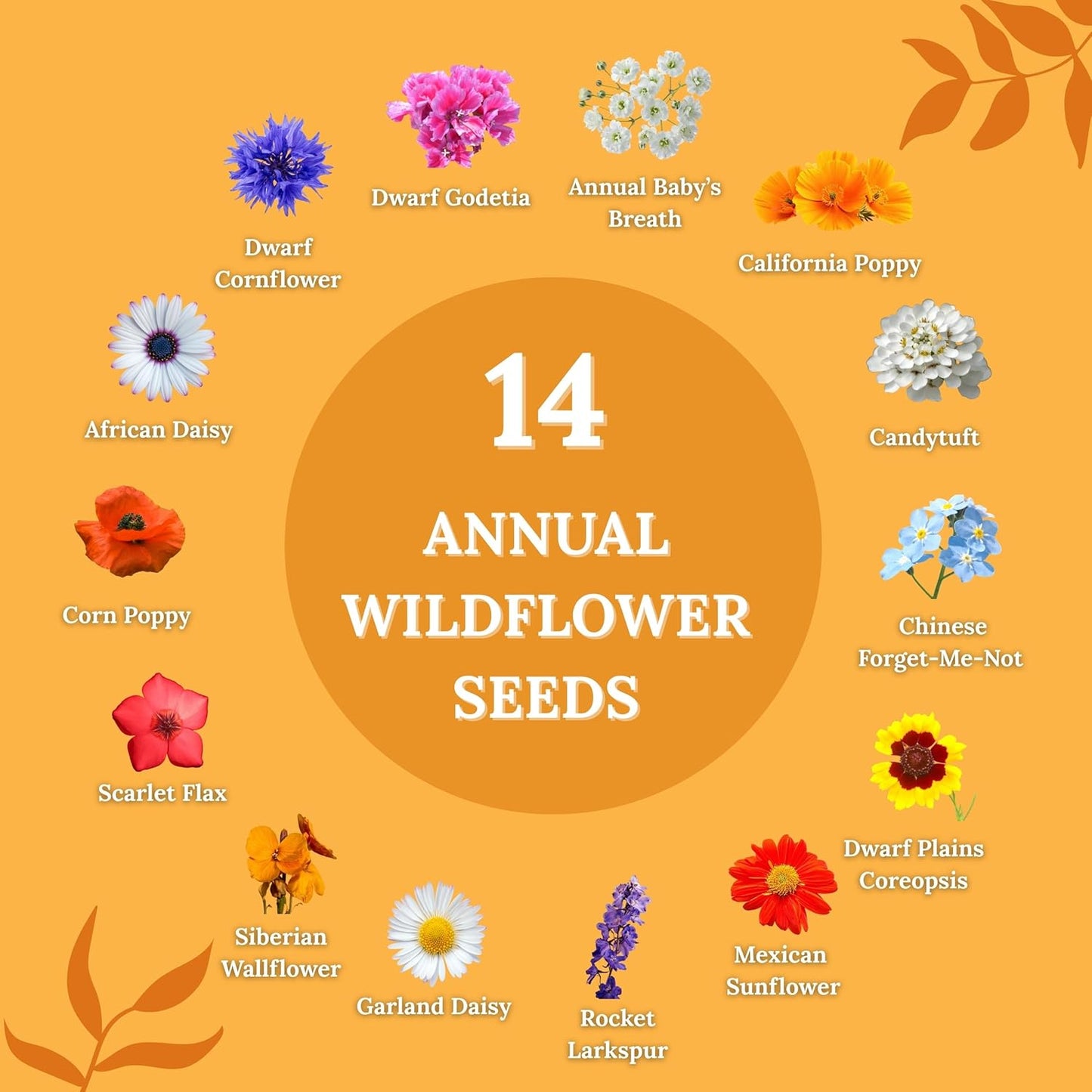 Wildflower Seeds for Bees & Butterflies - 22 Variety Pollinator Mix - 160,000+ Seeds in 4 oz Blend