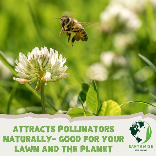 Earthwise Wildflower Seed Mix - Organic, Pollinator-Friendly Blend for Season-Long Color | Covers 500 sq ft, 1/4 lb