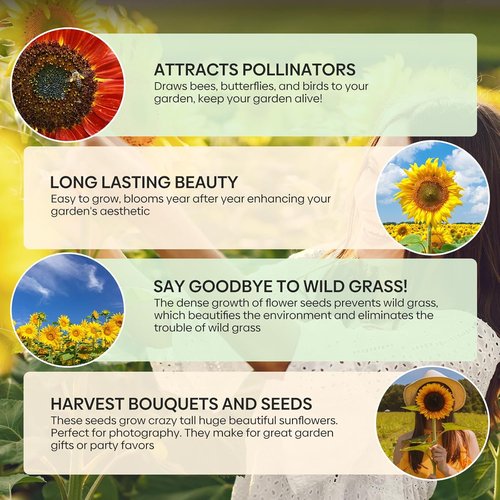Groundio Sunflower Seeds - 15+ Varieties for Planting | 1 Oz Pack of 300+ Colorful Seeds for Garden