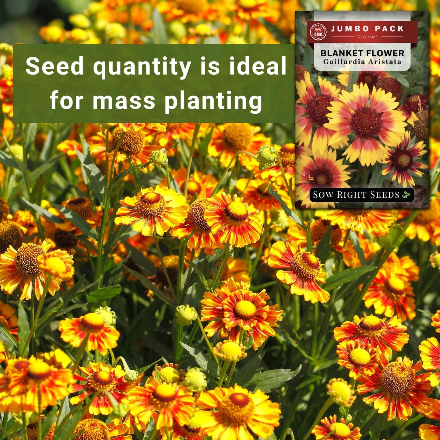 Sow Right Seeds - Bulk Blanket Flower Seeds - Non-GMO Heirloom Jumbo Pack, 14g | 5000 Seeds for Vibrant Gardens
