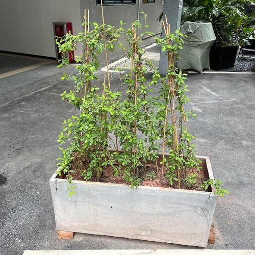 BOVITRO 18-Inch Natural Bamboo Plant Stakes - 20 Pcs Support for Tomatoes, Beans & Potted Plants