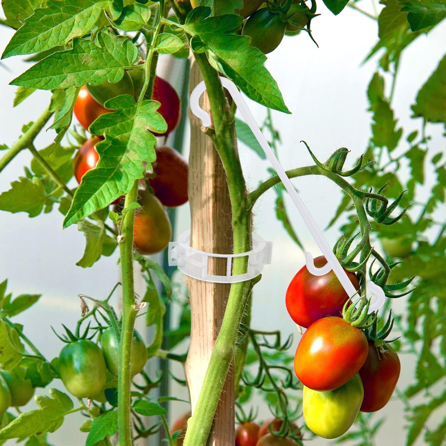 Unves Tomato Clips - 250 Pcs Plant Support Hooks for Tomatoes, Cucumbers & Melons | Grow Upright & Prevent Falling