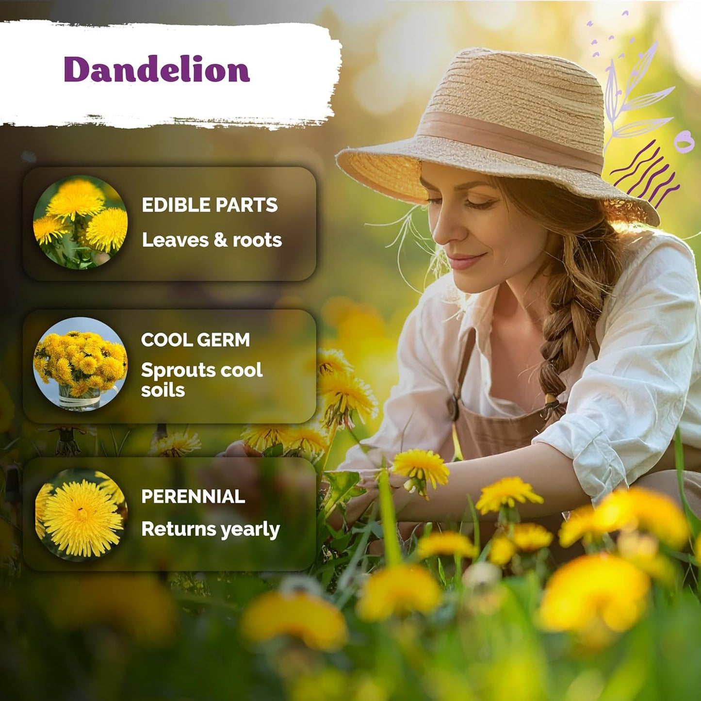 KVITER Dandelion Seeds - Edible Taraxacum Officinale for Indoor & Outdoor Herb Gardens | 750 Seeds