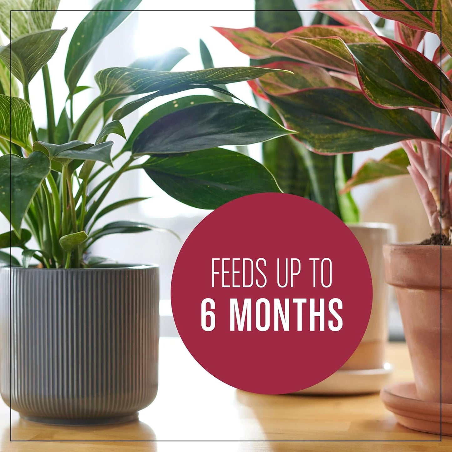 Miracle-Gro Houseplant Potting Mix - Fertilized Indoor Soil for Containers | Less Gnats, 4 Qt
