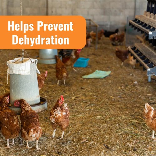 Buff Clucks AquaBoost Probiotic & Electrolyte Powder for Chickens - Natural Hydration & Gut Support - 8 oz