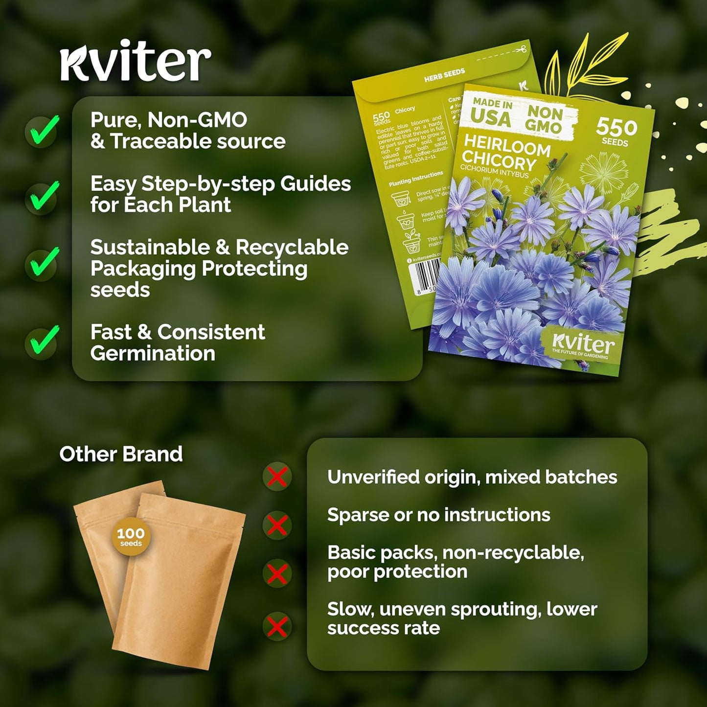 KVITER 550 Chicory Seeds - Heirloom Cichorium Intybus for Planting | Bulk Wildflower Seed Packets