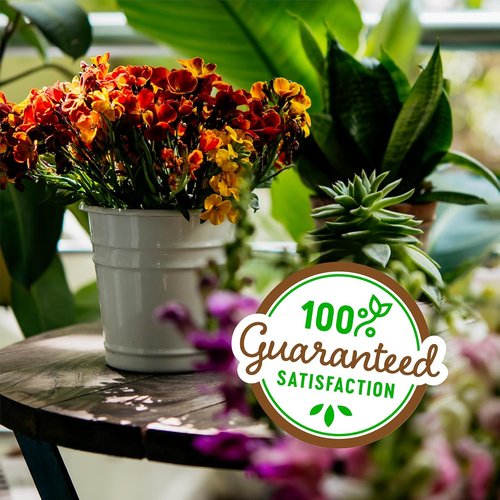 Back to The Roots 100% Organic Perlite - Premium Plant Nutrition for Indoor & Outdoor Use