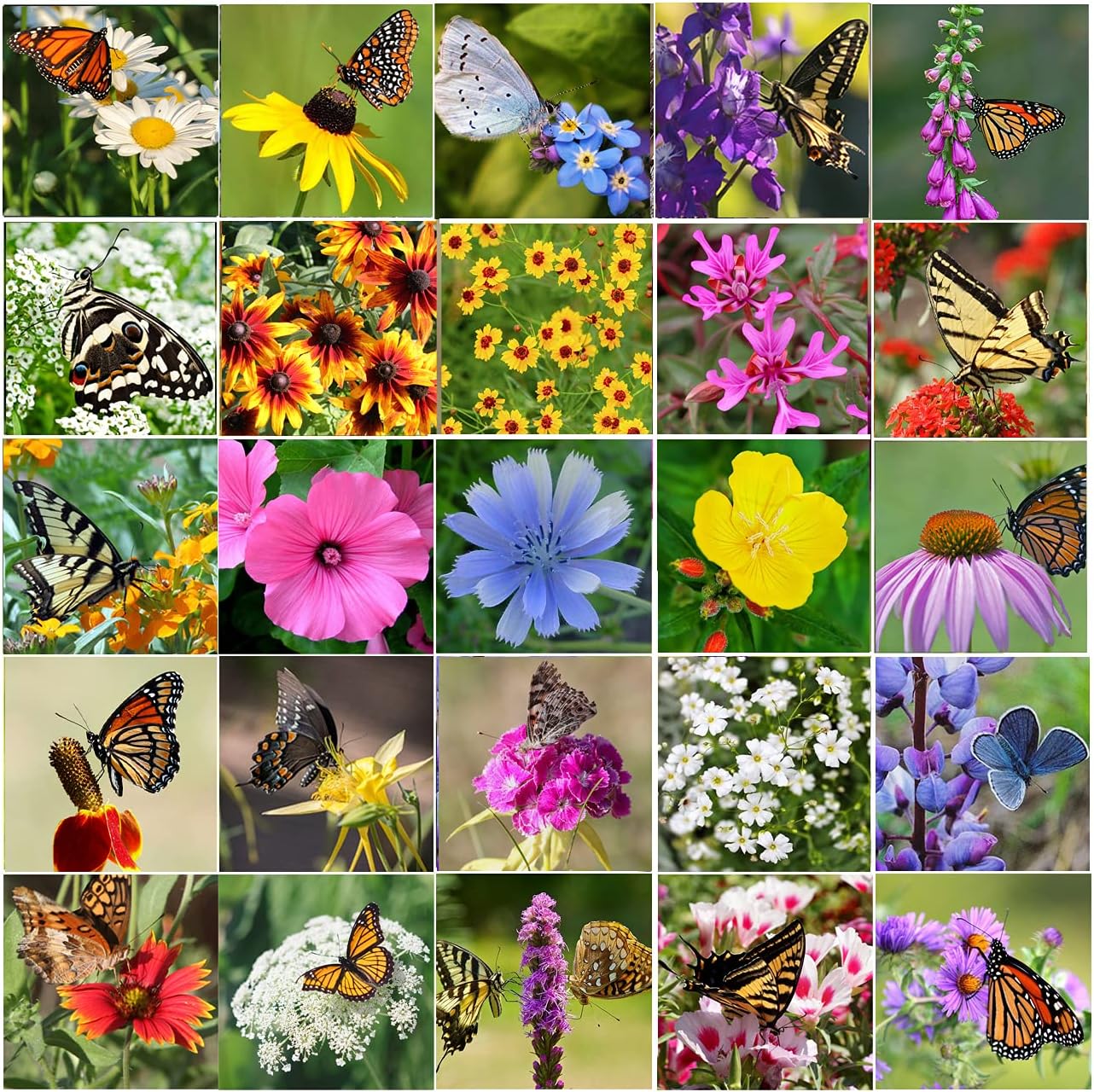 Perennial Wildflower Seeds - 100,000 Non-GMO Seeds for Hummingbird & Butterfly Gardens | 25 Varieties