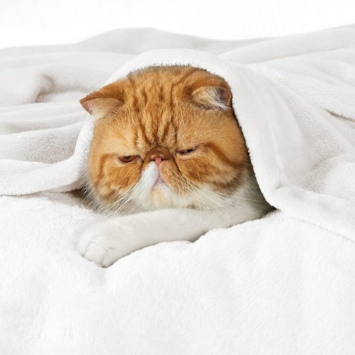Bedsure GentleSoft Fleece Bed Blanket - Cozy Plush Microfiber Full Size White, 84x90 Inches