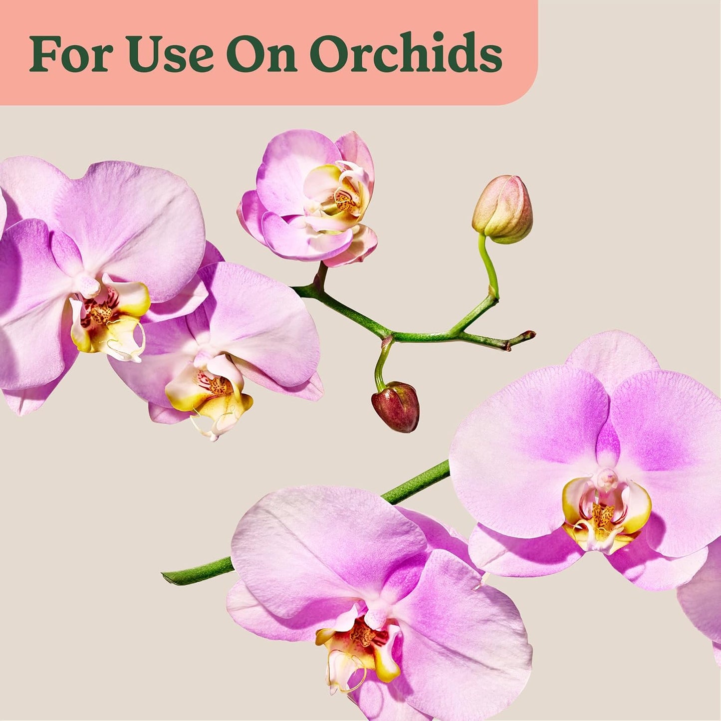 Miracle-Gro Indoor Plant Food Mist - Orchid Plant Nourishment | 8 Fl. Oz., 2-Pack