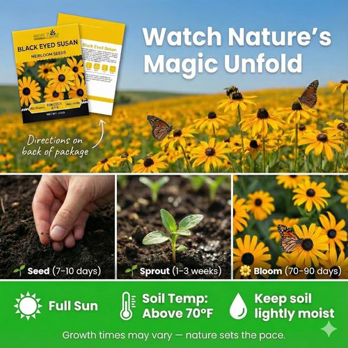 Black Eyed Susan Seeds - 5000 Non-GMO Heirloom Seeds for Vibrant Garden Blooms