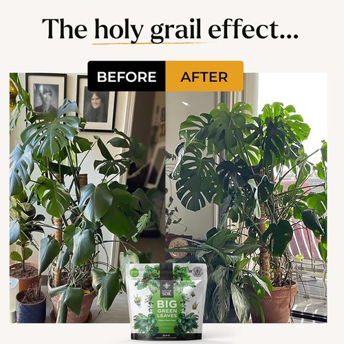 Big Green Leaves Indoor Plant Food - 4X Concentrated Fertilizer with Sea Kelp - Makes 90 Gallons - Fast-Acting Formula (1 lb)