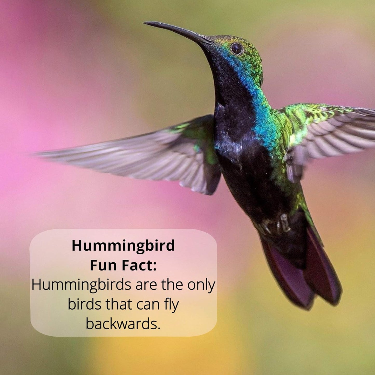 Naturally Fresh Hummingbird Nectar - Clear Concentrate with Nectar Defender | Makes 64 Ounces
