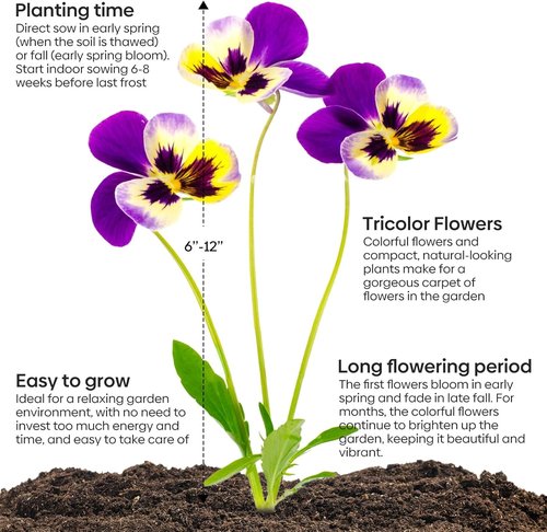 Groundio Johnny Jump Up Seeds - 10,000+ Non-GMO Perennial Wild Violet Seeds | Edible Flowers, Attracts Pollinators