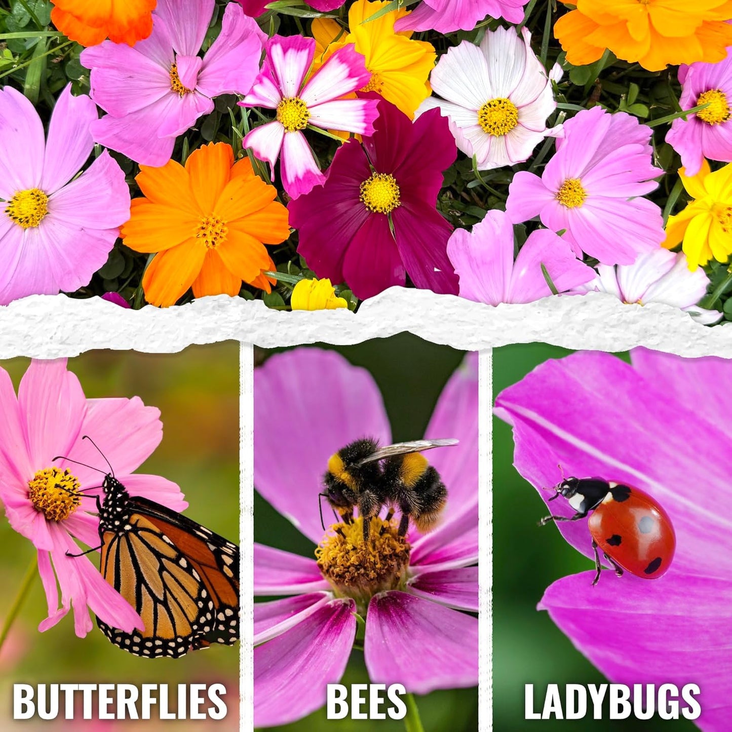 Seed Needs Cosmos Flower Seeds - Crazy Blend of 10+ Varieties | Open Pollinated & Untreated | Resealable Packaging
