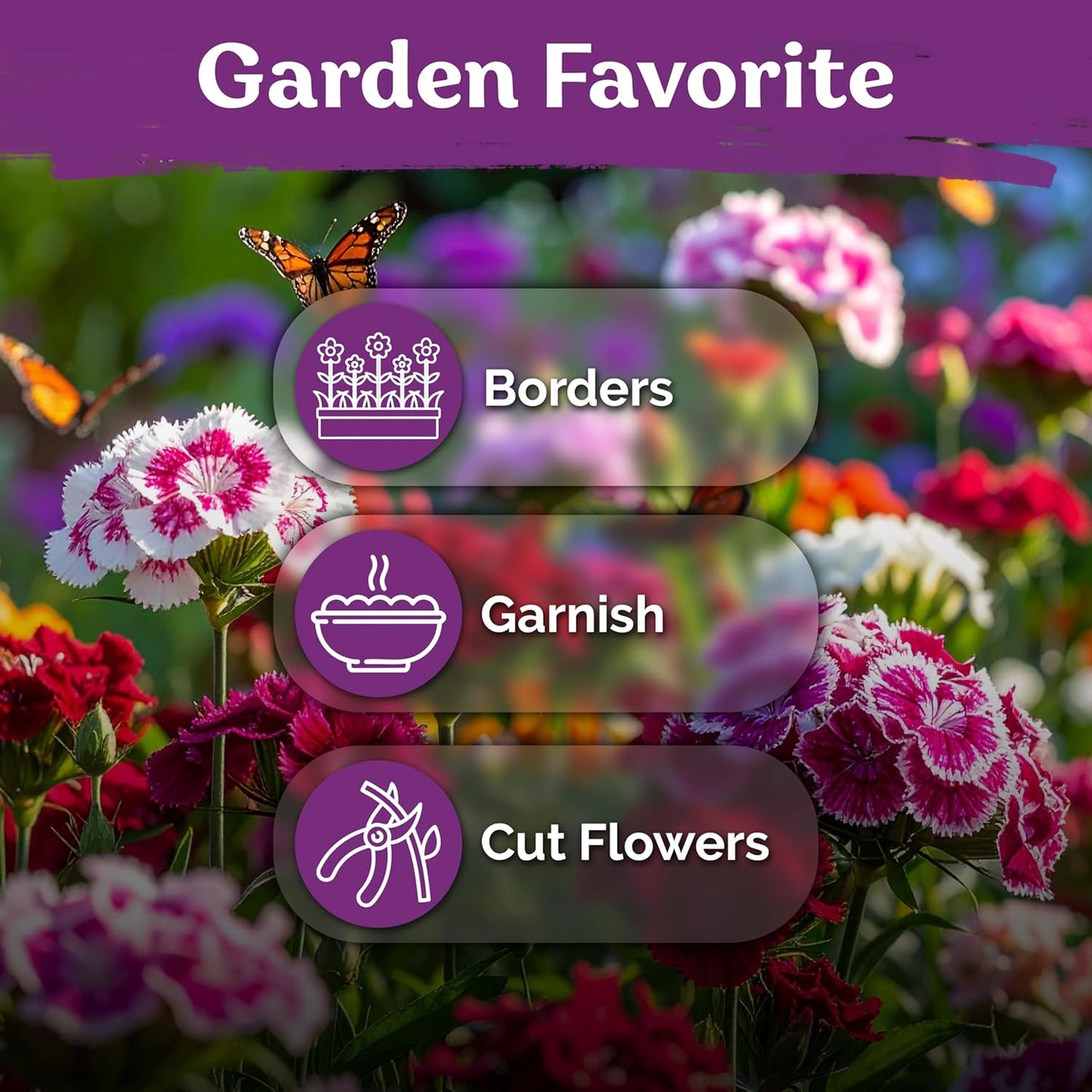 KVITER 5000 Sweet William Seeds - Organic Heirloom Clove-Scented Perennial Flower Seeds for Indoor & Outdoor Planting