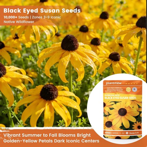 Black Eyed Susan Seeds - 30,000+ Non-GMO Heirloom Flower Seeds for Gardens & Borders | Attract Pollinators
