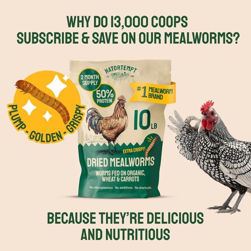 Hatortempt Dried Mealworms - 10 Lb Non-GMO Bulk Feed for Chickens, Ducks & Wild Birds - High-Protein Nutrition
