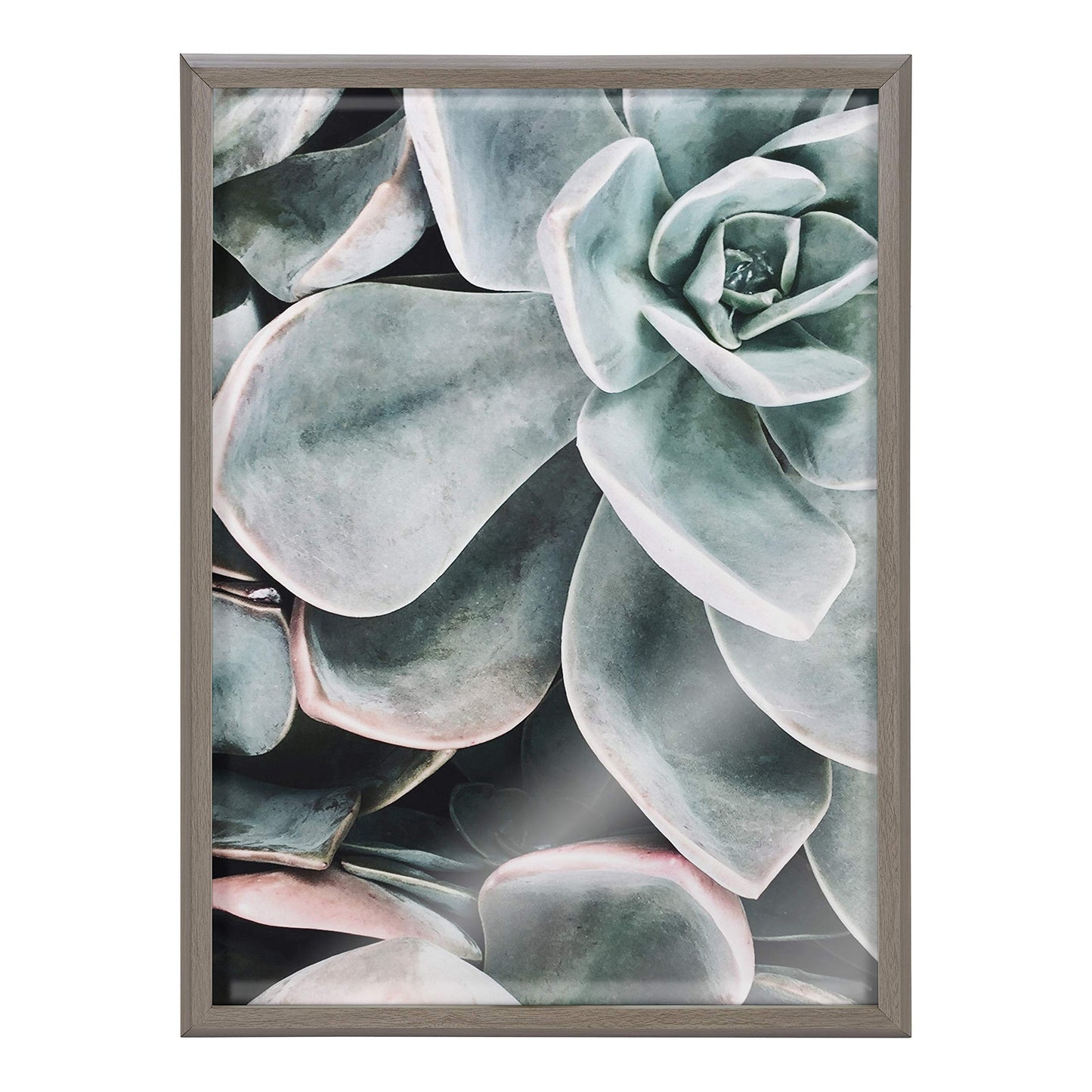 Kate and Laurel Blake Botanical Succulent Plants 2 Framed Printed Glass Wall Art by The Creative Bunch Studio, 18x24 Gray, Succulent Art for Wall
