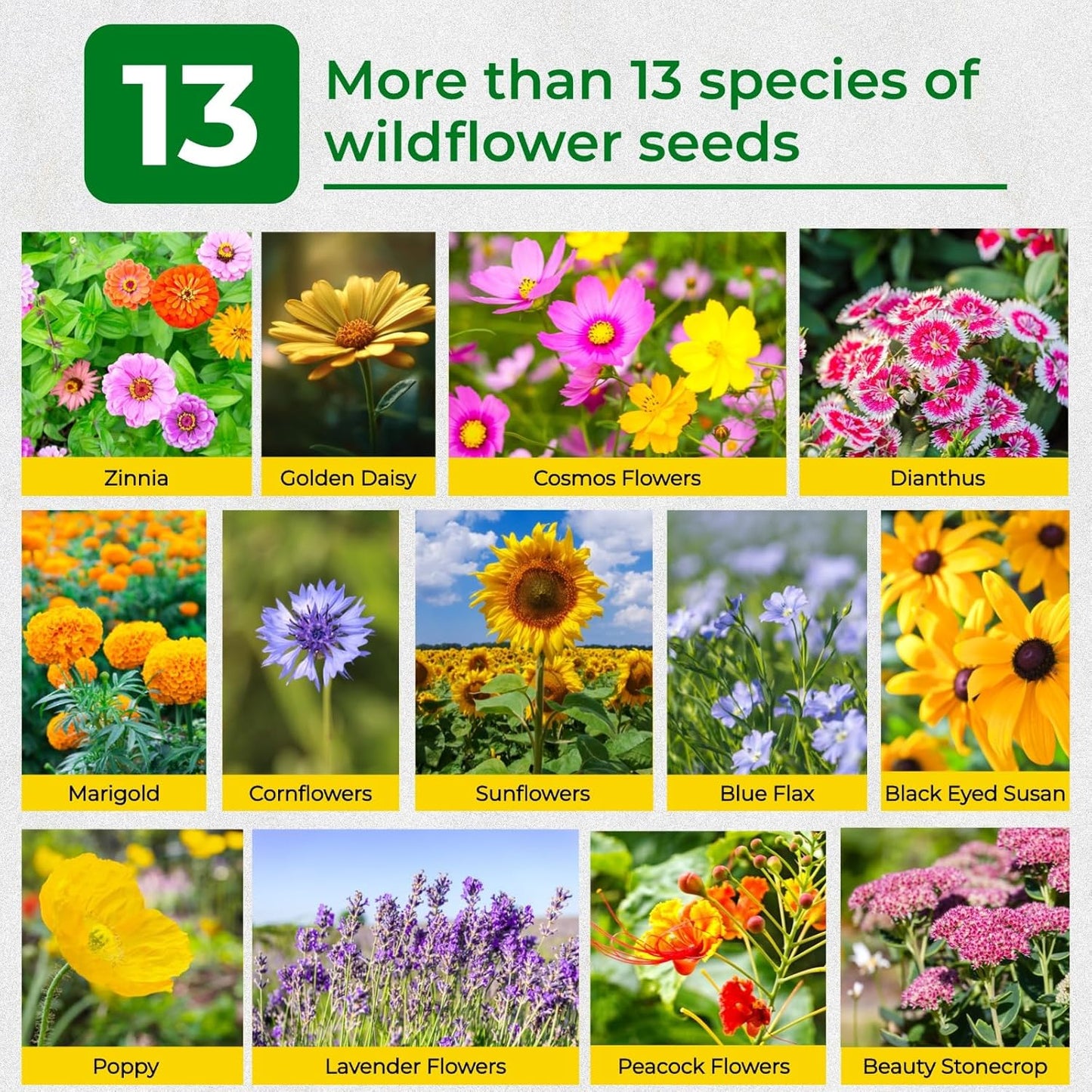 Wildflower Seeds by 160000+ | 4oz Assortment of Sunflower, Lavender, Zinnia & More - Attracts Bees & Butterflies, Easy to Grow
