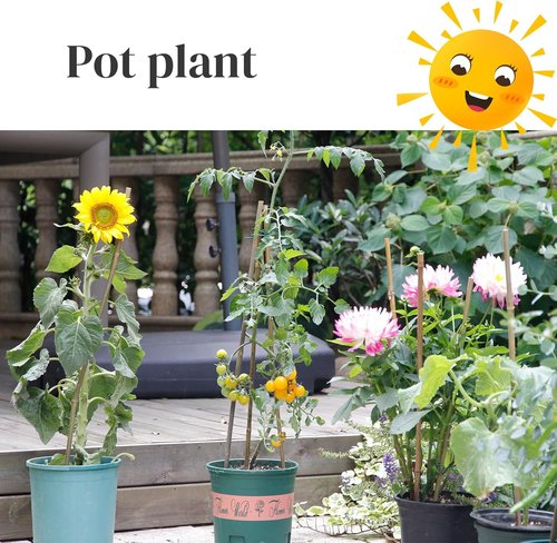 Bamboo Garden Stakes by [Brand Name] - 50 Pcs 4.0 FT Natural Plant Support for Tomatoes, Beans & Flowers