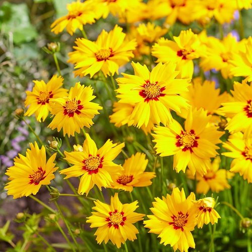 Coreopsis | 2000+ Non-GMO Dwarf Wild Flower Seeds for Outdoor Planting - Perennial Blooming Garden