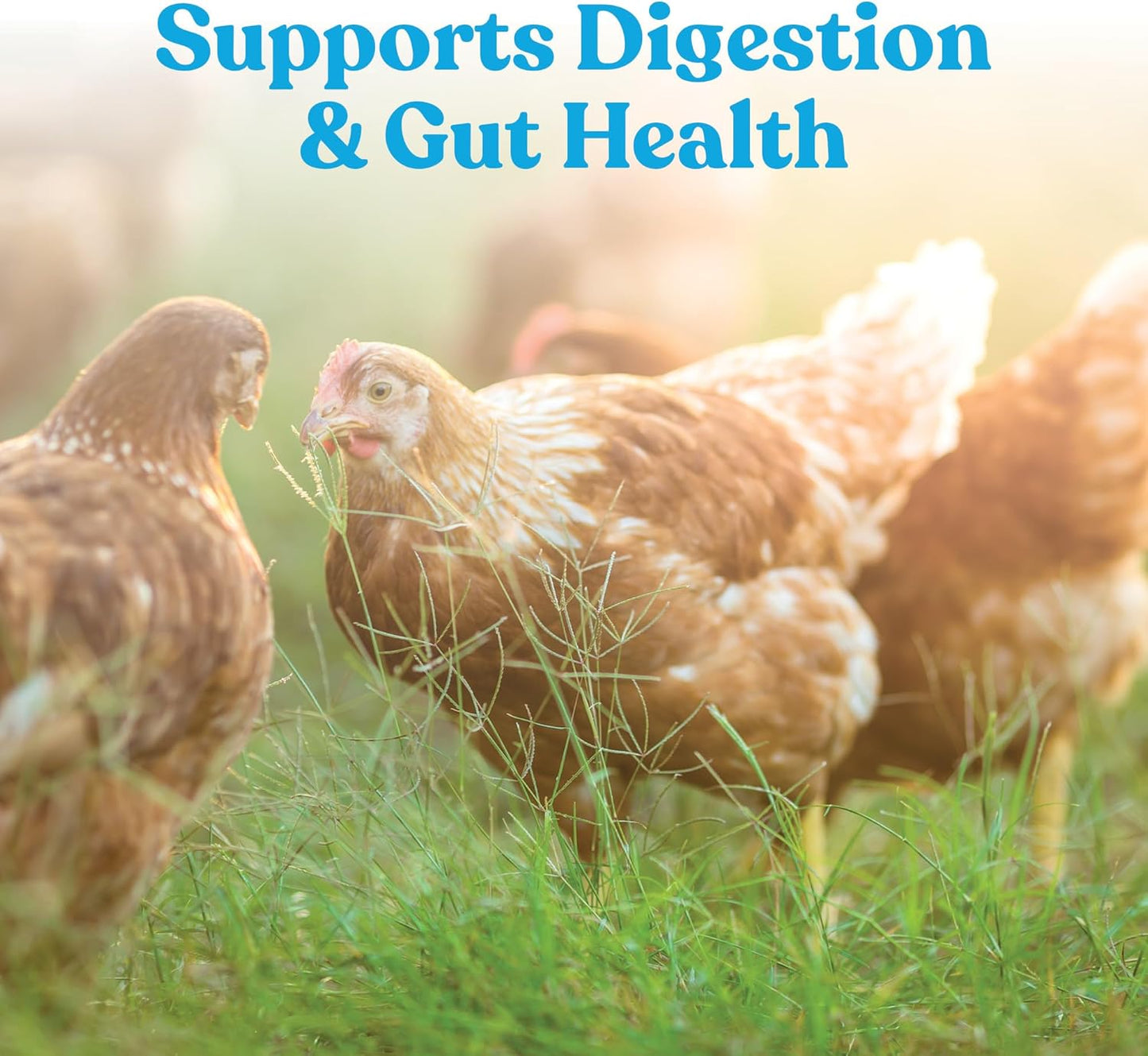 Manna Pro Hydro-Hen Poultry Electrolyte & Probiotic Supplement - Hydration Support for Chickens & Ducks | 20 oz