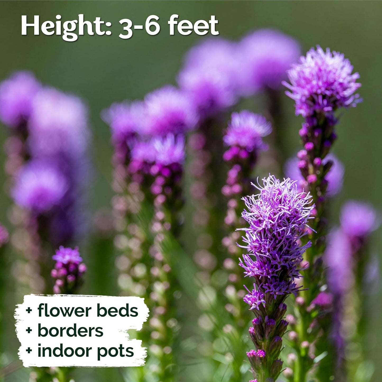 KVITER Blazing Star Flower Seeds - Heirloom Non-GMO Gayfeather Pollinator Mix | 200 Perennial Seeds for Native Landscapes