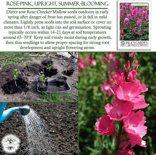 Isla's Garden Seeds Rose Checker Mallow Seeds - 25+ Heirloom Non-GMO Seeds for Hardy Perennial Blooms