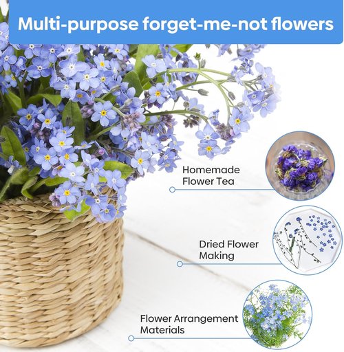 Groundio Forget Me Not Seeds - 6000+ Non-GMO Wildflower Seeds for Outdoor Planting | Bulk 1 Ounce | Heirloom