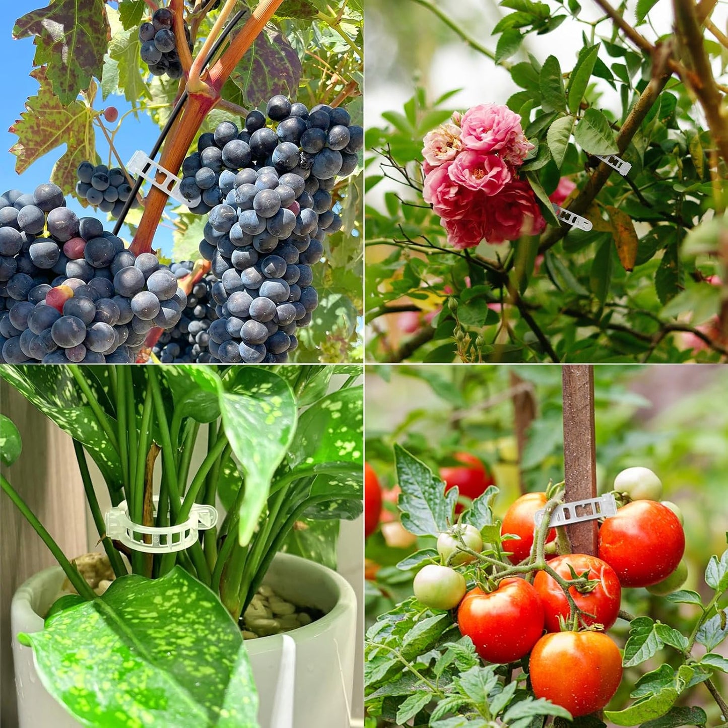 Skiennix Plant Support Clips - 100 Pcs Reusable Trellis for Tomato & Grape Vines | Outdoor Plant Wall Clips