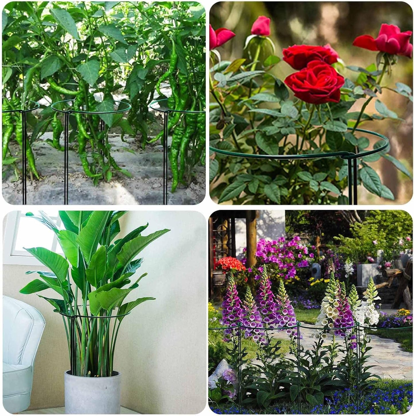 TCBWFY Plant Support Stakes - Heavy Duty 10-Pack Metal Cages for Peony | 10" Wide x 24" High