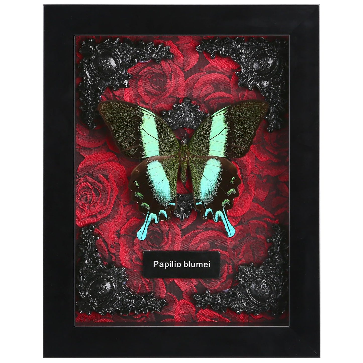 Real Butterfly Framed Butterfly Taxidermy - Butterfly Shadow Box, Taxidermy Animals for Oddities and Curiosities Gifts (M_Peacock Green Swallowtail Red Background #1)