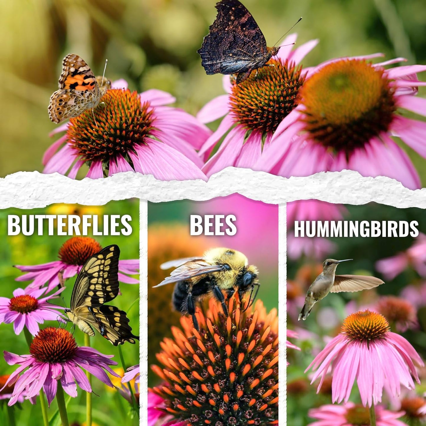 Seed Needs Coneflower Seeds - Purple Echinacea Heirloom Perennial Medicinal Flower - Ideal for Butterfly Gardens (1 Pack)