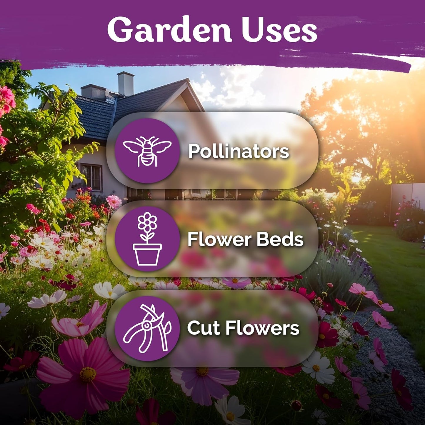 KVITER 3000 Cosmos Seeds - Tall Mix of Non-GMO Annual Flowers for Outdoor Gardens | Butterfly Favorite