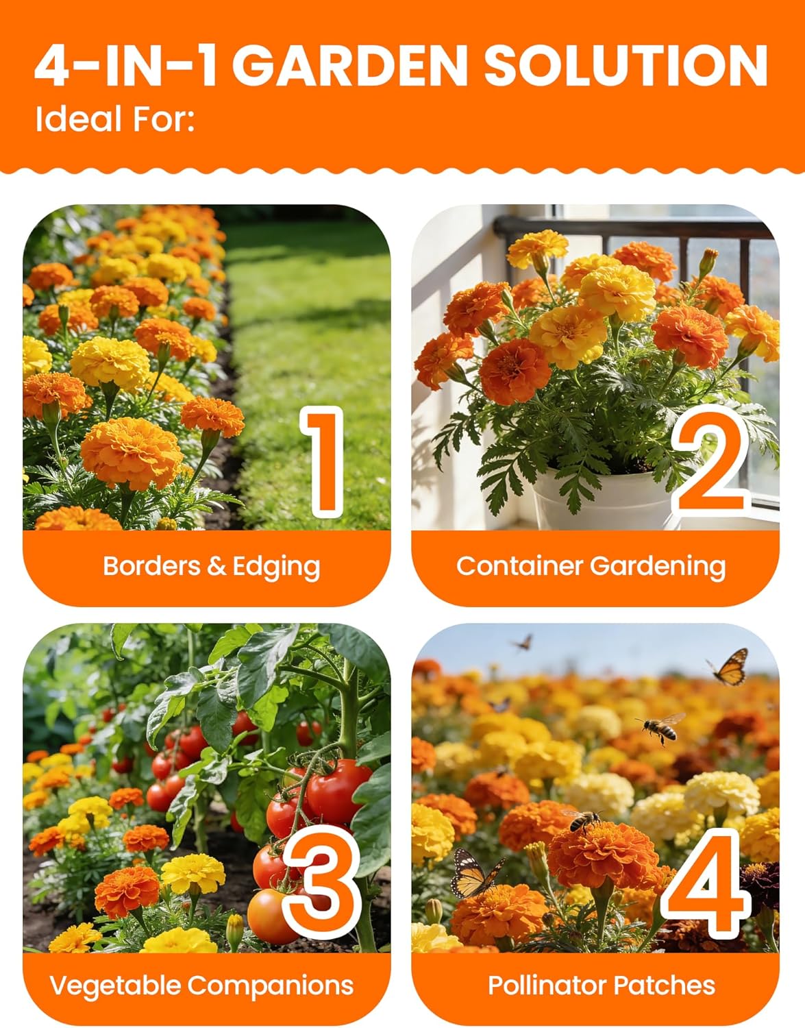 Tri-Color Marigold Seeds - 60,000+ Non-GMO Heirloom Flower Seeds for Quick Blooming Outdoors