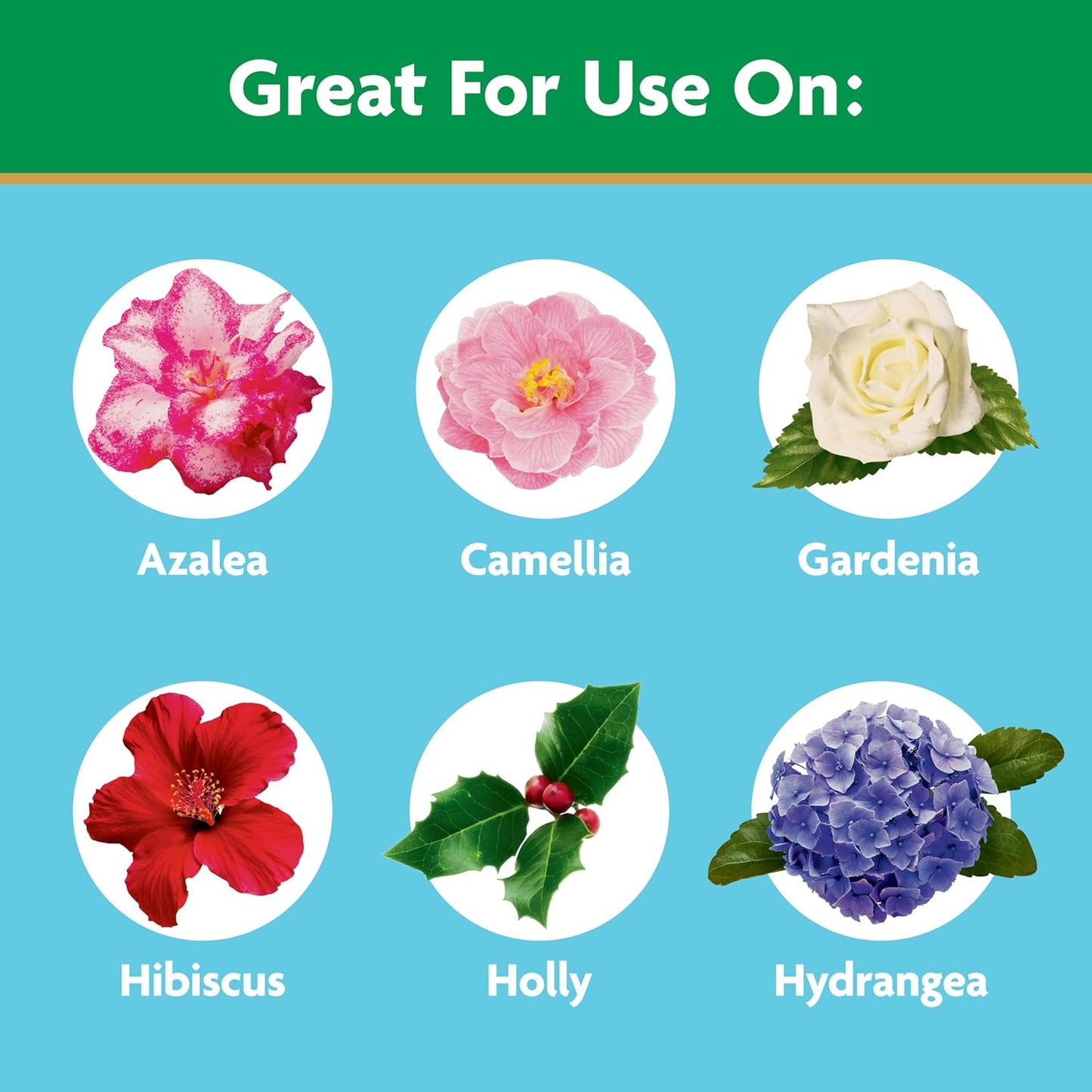 Miracle-Gro Plant Food - Water Soluble Formula for Azaleas, Camellias & Rhododendrons | 1.5 lb