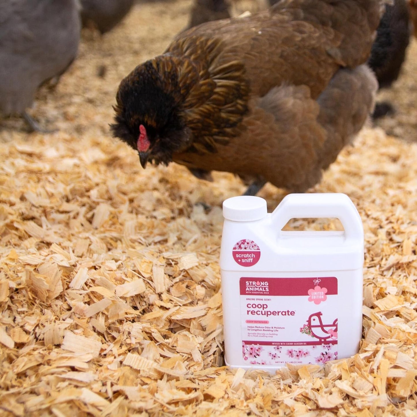 Strong Animals Coop Recuperate Cherry Blossom | Limited-Edition Chicken Coop Refresher with Natural Cherry Blossom Oil - 2.5 lb Jug, 2 Pack