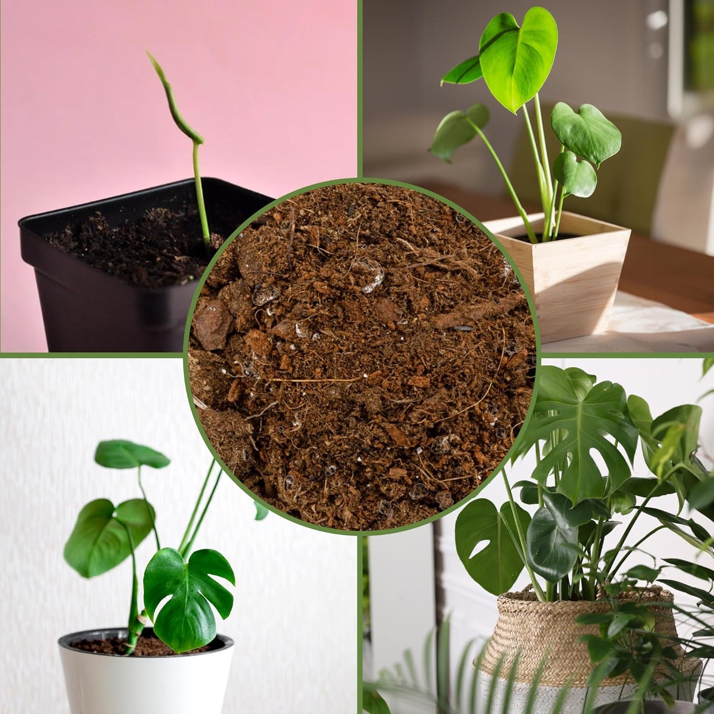 Sunrise Monstera Potting Soil Mix - Custom Blend for Growing & Repotting | 12 Quarts