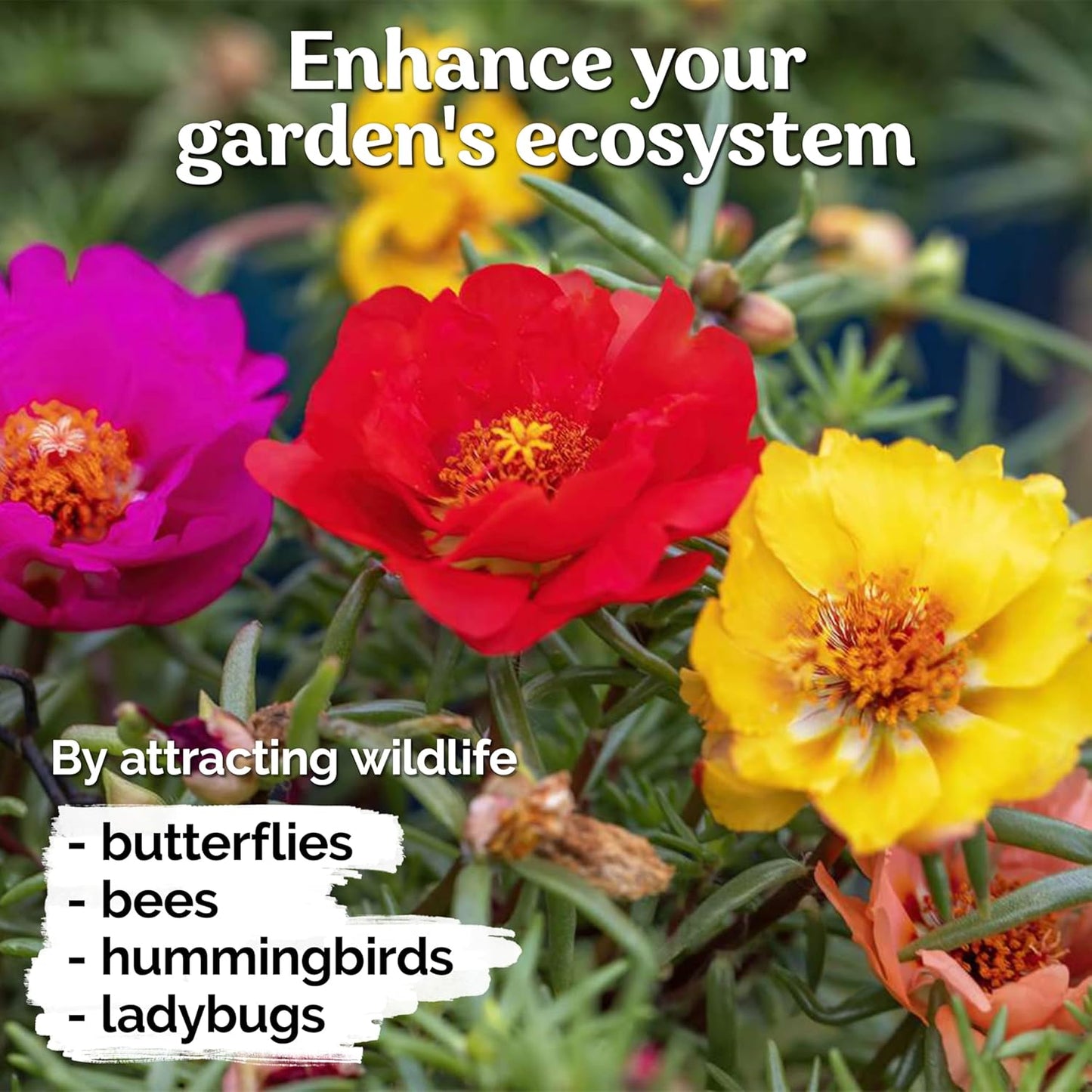 KVITER 15,000 Mix Moss Rose Seeds - Heirloom Flowering Ground Cover for Vibrant Gardens | Portulaca Grandiflora