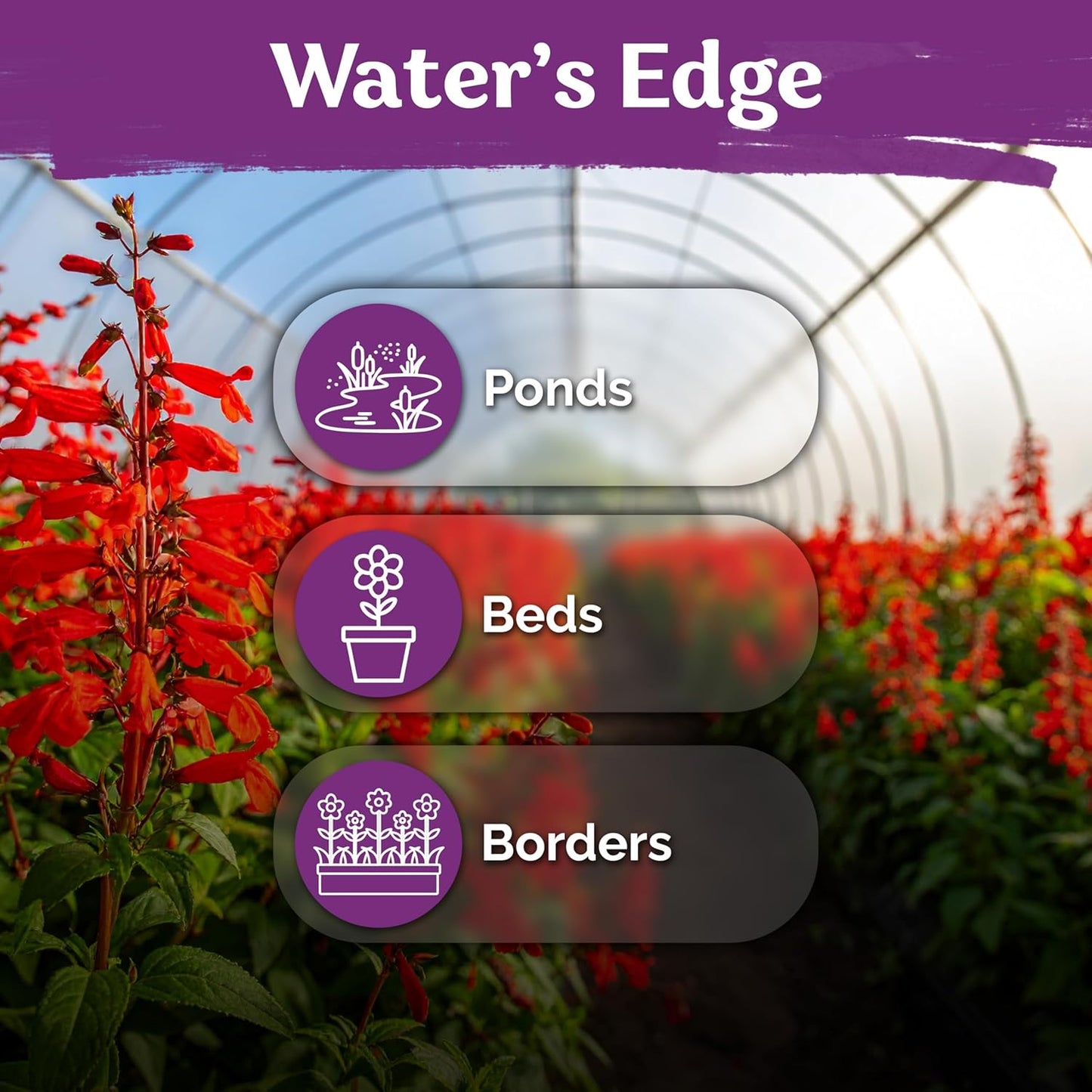 KVITER 2000 Red Cardinal Flower Seeds - Lobelia Cardinalis for Vibrant Outdoor Gardens | Perennial Seed Packets