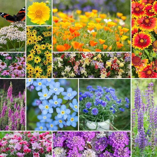 Eden Brothers Wildflower Mixed Seeds - Deer Resistant, Attracts Pollinators | 1/4 lb, 120,000+ Seeds