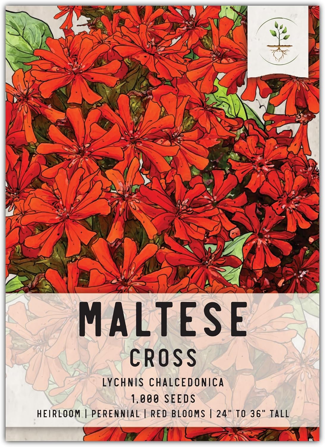 Seed Needs Maltese Cross Wildflower Seeds - Heirloom Scarlet Red Perennials for Butterfly Gardens (1 Pack)