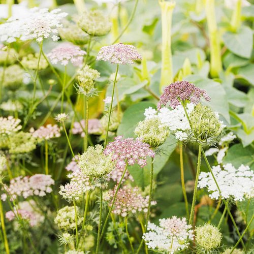 Eden Brothers Queen Anne's Lace Seeds - Stunning Chocolate Lace Flower for Your Garden