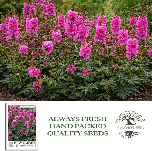 Isla's Garden Seeds Rose Checker Mallow Seeds - 25+ Heirloom Non-GMO Seeds for Hardy Perennial Blooms