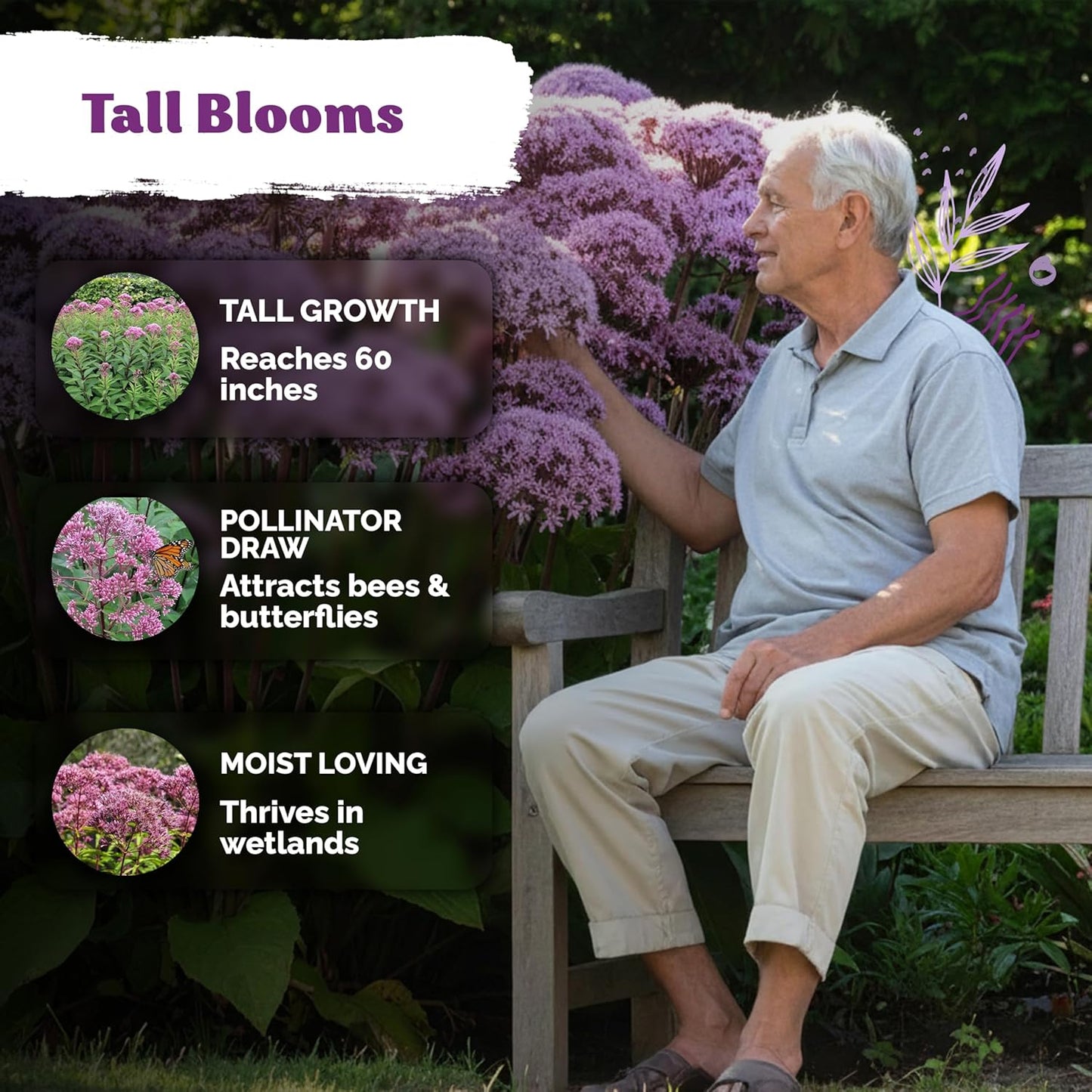 KVITER 1500 Joe Pye Weed Seeds - Aromatic Pink Wildflower, Butterfly Magnet | Perennial Flower Packets