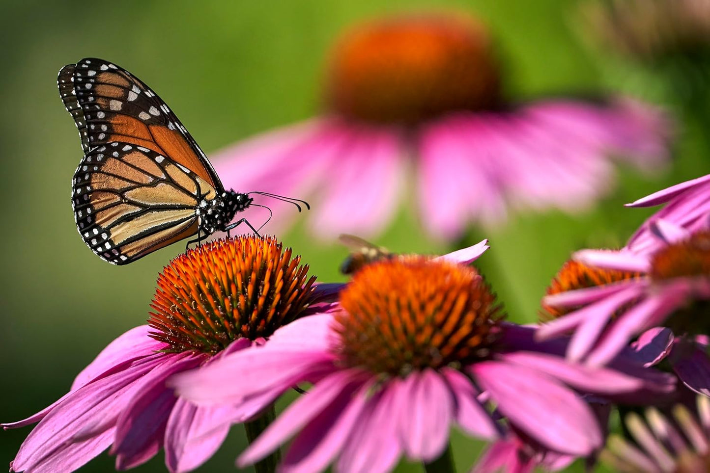 TKE Farms & Gardens - Purple Coneflower Seeds | 90+ Non-GMO Heirloom Echinacea for Stunning Blooms