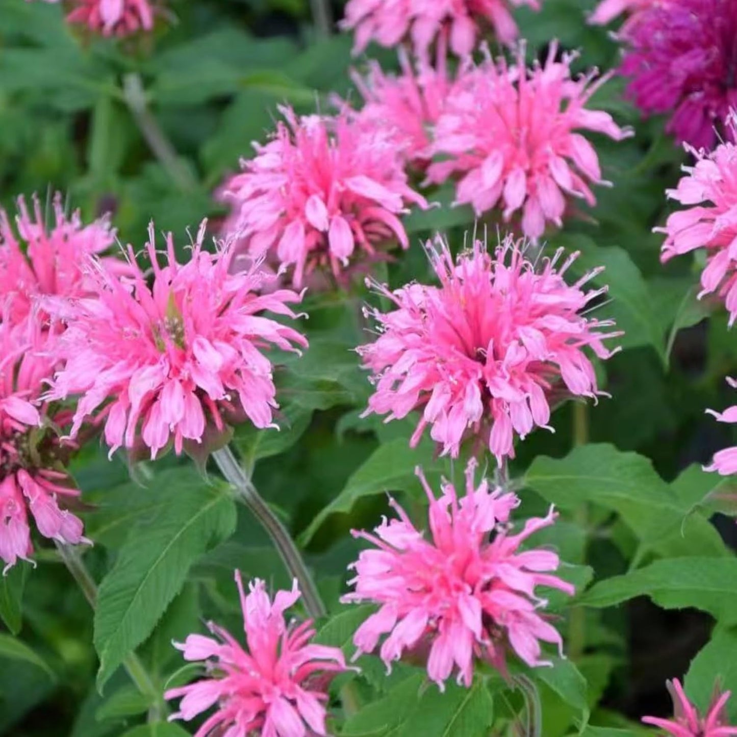 Monarda Bee Balm Seeds - Vibrant Pink Blooms for Pollinator-Friendly Gardens | 1000 Seeds