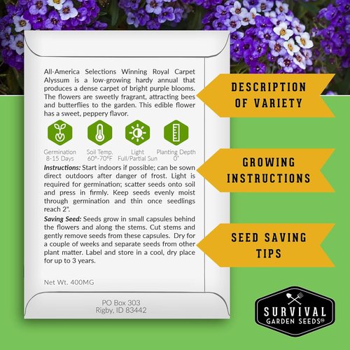 Alyssum Seeds for Planting - Sweet Royal Carpet Purple - Fragrant Non-GMO Perennial Flower | 1 Pack