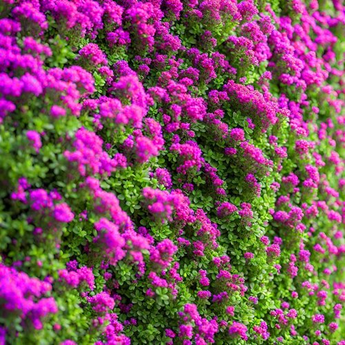 Creeping Thyme Seeds - 20,000 Non-GMO Heirloom Seeds for Perennial Ground Cover Plants